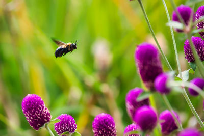 Close-up of bee pollinating on purple flower