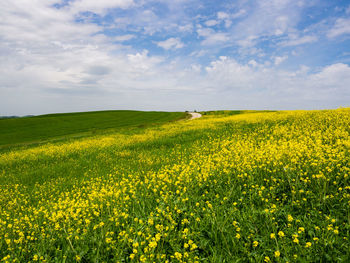 Scenic view of oilseed rape field against cloudy sky