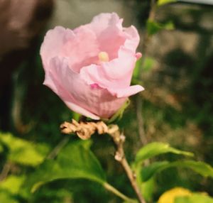 Close-up of pink flower blooming outdoors