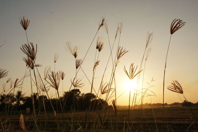 Scenic view of field against sky at sunset