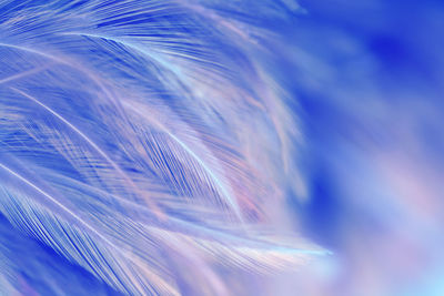 Close-up of feather against blue sky