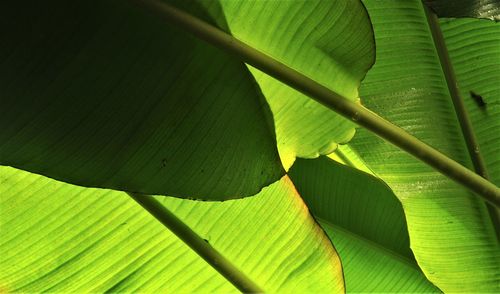 Close-up of green leaves on plant