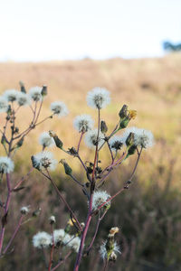 Close-up of flowering plant on field