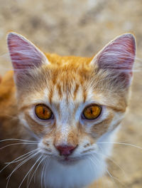 Close-up portrait of a cat