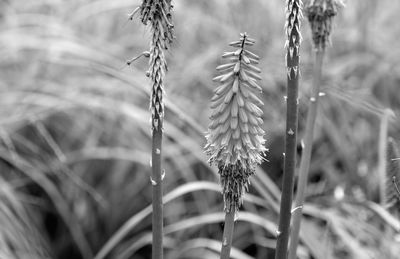 Close-up of wet grass on field