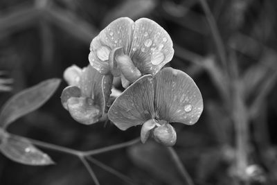 Close-up of wet flower on plant