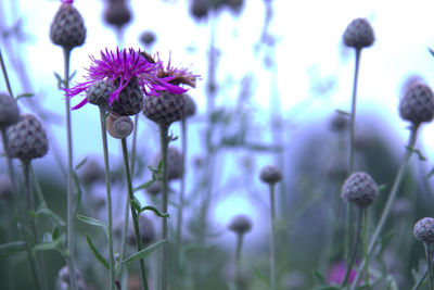 Close-up of purple flowering plants on field