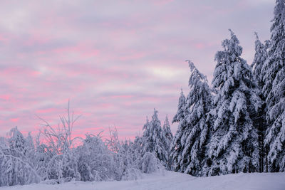 Snow covered plants against sky during sunset