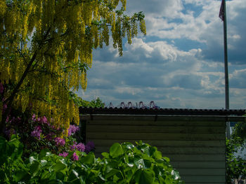 Flower trees against sky