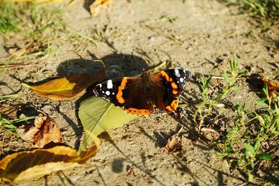 Close-up of butterfly on leaf