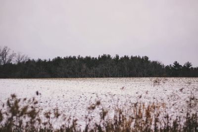 Trees growing in farm against sky