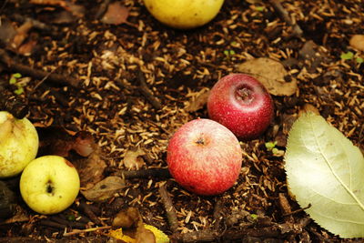 High angle view of apples on field