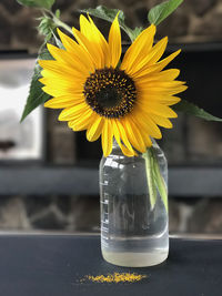 Close-up of sunflower in vase