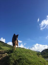 Dog standing on field against sky