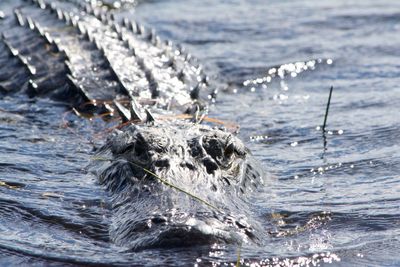 Alligator in lake