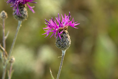 Close-up of purple pollinating flower