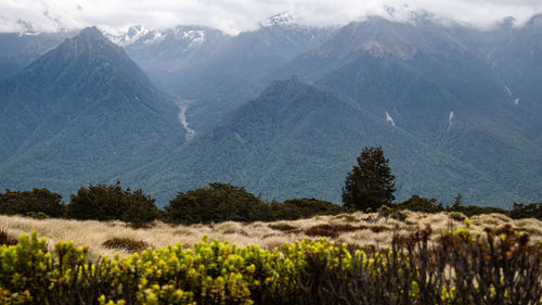 Mountains covered by dense forests, dry tussocks in foreground. kepler track, fiordland,new zealand