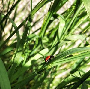 Close-up of ladybug on grass