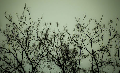 Low angle view of silhouette bare tree against clear sky