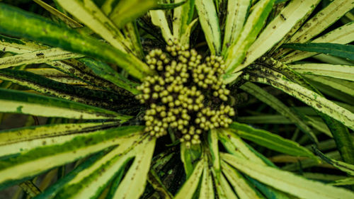 Full frame shot of fresh green plant