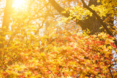 Yellow flowers on tree during autumn