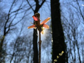 Low angle view of flowering plant on tree
