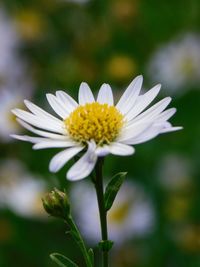 Close-up of white flowering plant