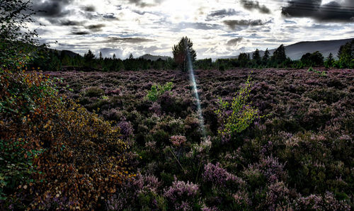 Scenic view of flowering plants on land against sky