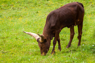 Horse grazing in a field