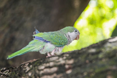 Close-up of parrot perching on branch