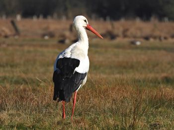 Bird perching on a field