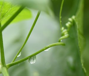 Close-up of raindrops on plant