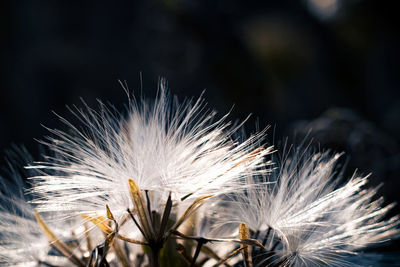 Close-up of dandelion on plant