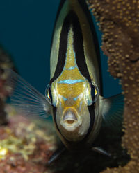 Close-up of fish swimming in sea