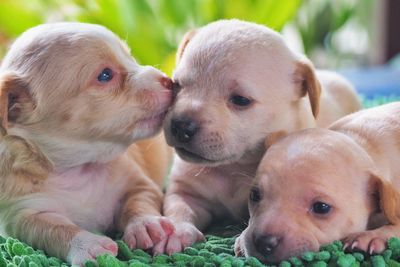 Close-up of two dogs