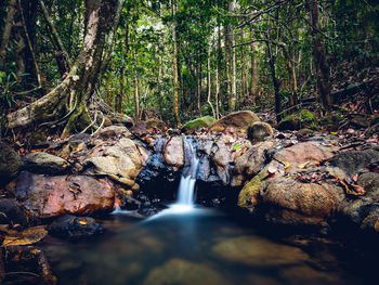 Stream flowing through rocks in forest