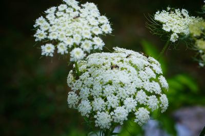 Close-up of white flowers