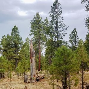 Trees growing on field against sky