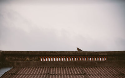 Low angle view of bird on roof against sky