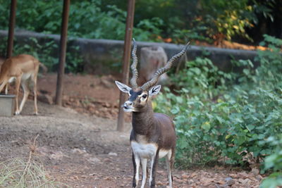 Portrait of deer standing on land