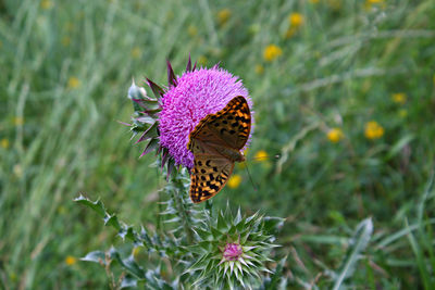 Close-up of butterfly on thistle during sunny day