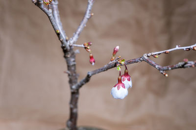 Cherry blossom bonsai