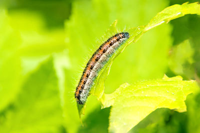 Close-up of insect on leaf