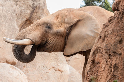 Close-up of african elephant