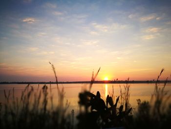 Silhouette plants by lake against sky during sunset