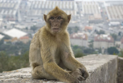 Barbary macaque of gibraltar sitting on railing