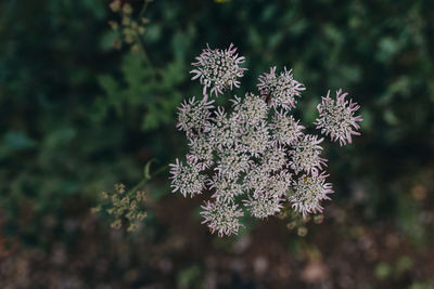 Close-up of flowering plant