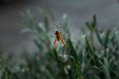 Close-up of spider on web