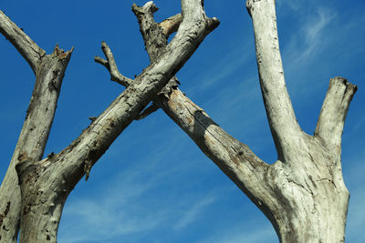 Low angle view of bare tree against blue sky