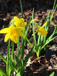 Close-up of yellow flowers blooming outdoors